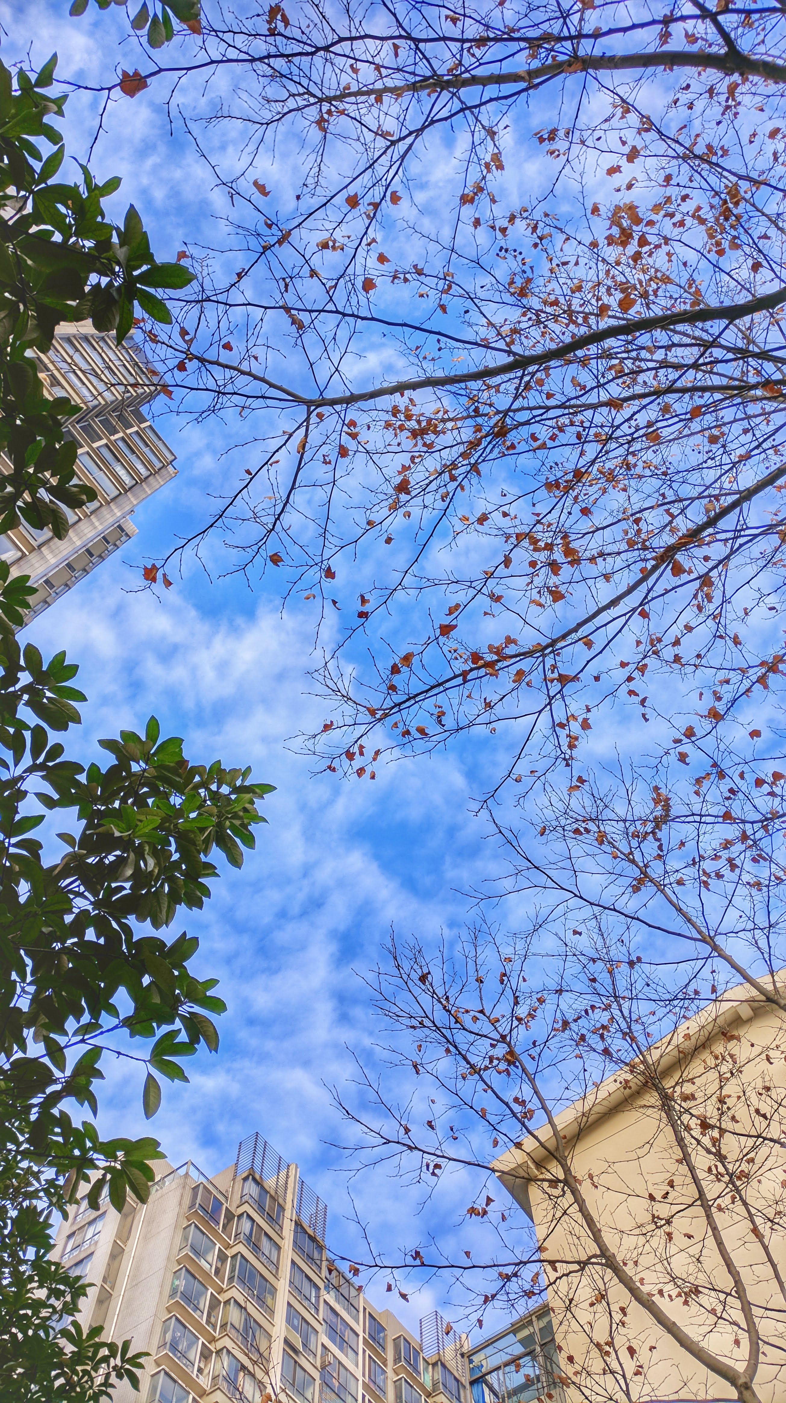 一张风景照，在宿舍楼下对着天空拍的