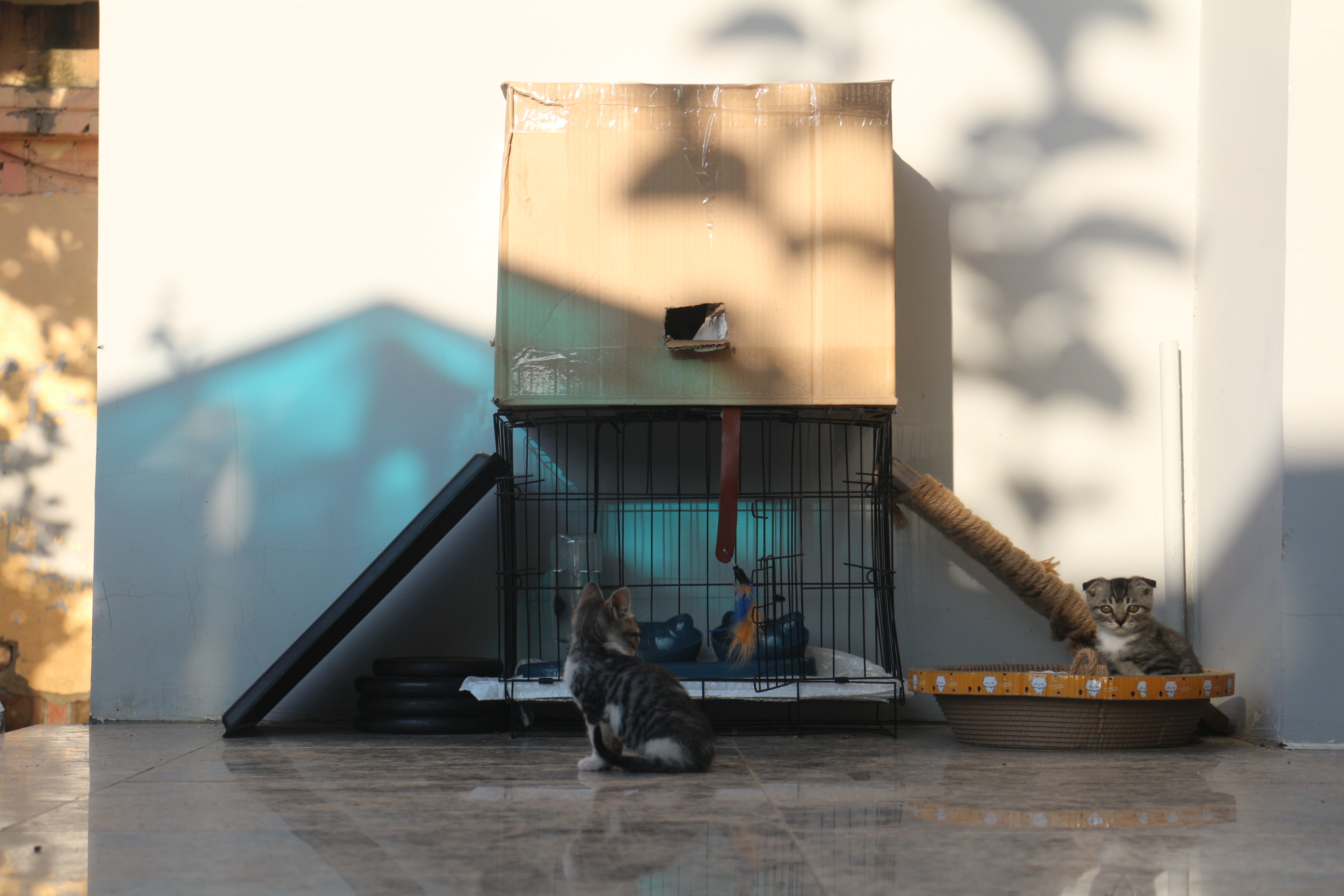 我给他们两个做的猫窝